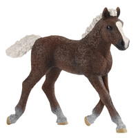 Black Forest Foal image