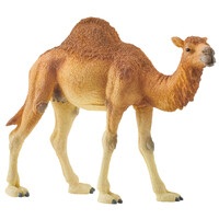 Dromedary