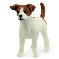 Jack Russell Terrier
