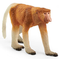 Proboscis Monkey image