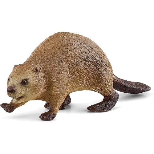 Beaver image