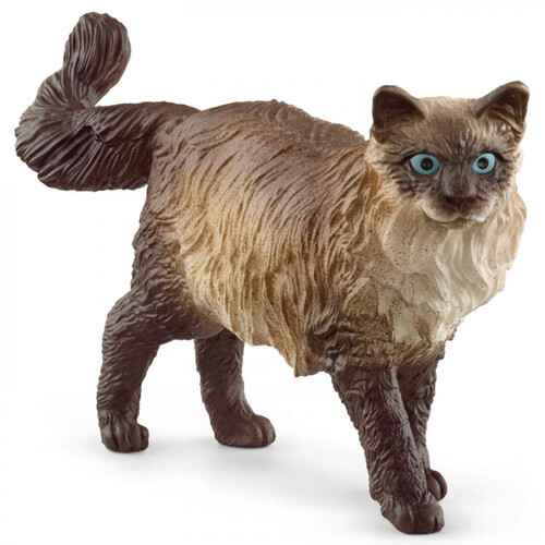 Ragdoll Cat image