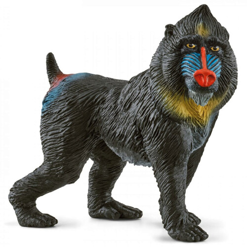 Mandrill image