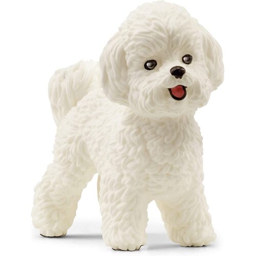 Bichon Frise image