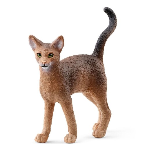 Abyssinian Cat image