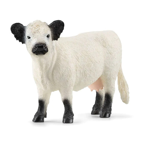 Galloway Cow image