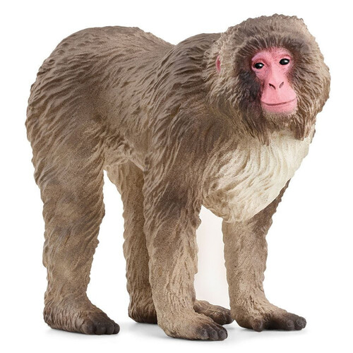 Japanese Macaque image