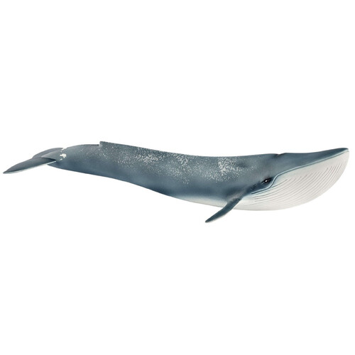 Blue Whale image