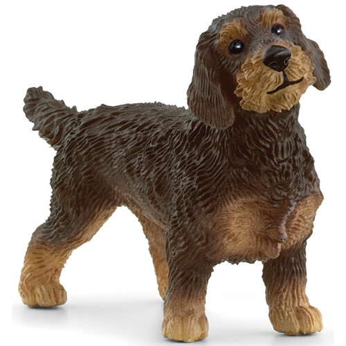Wire-Haired Dachshund image