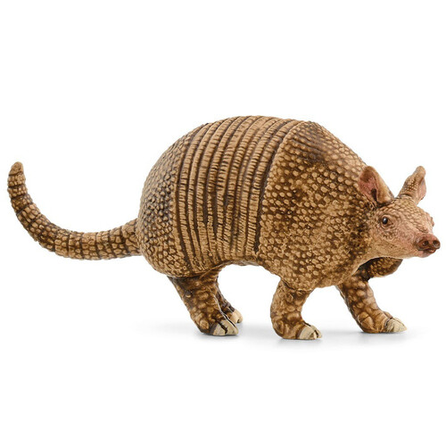 Armadillo image