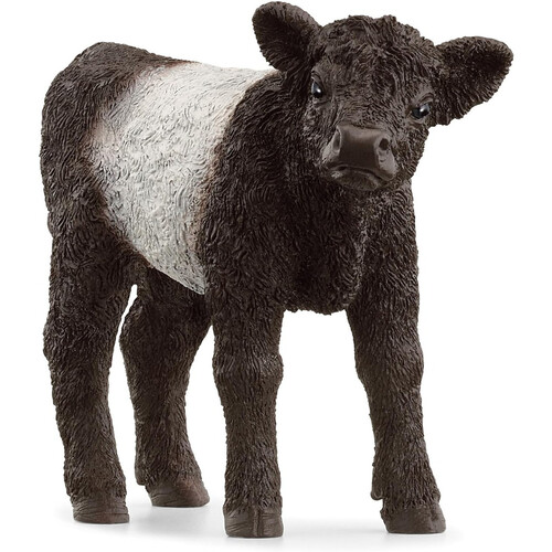 Galloway Calf image