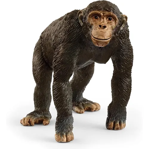 Chimpanzee - 2025 image