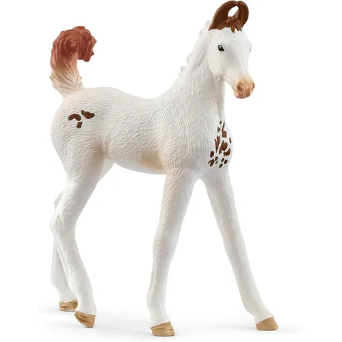 Marwari Foal - 2025 image