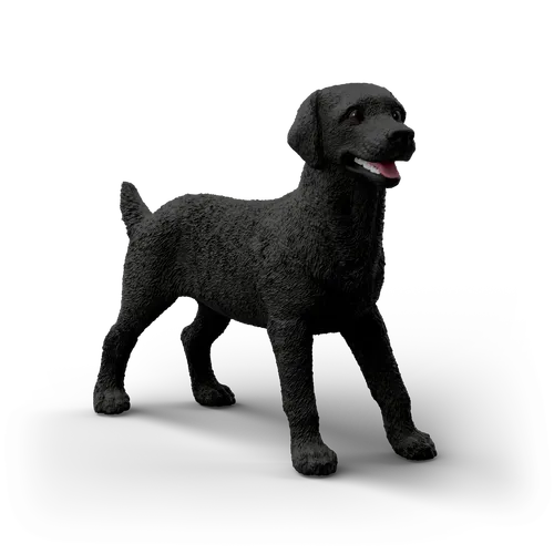 Black Labrador Retriever Female image