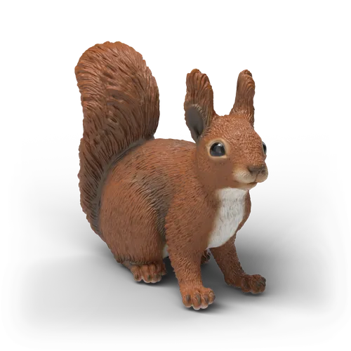 Squirrel image