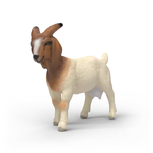 Boer Goat image