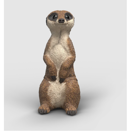 Meerkat image