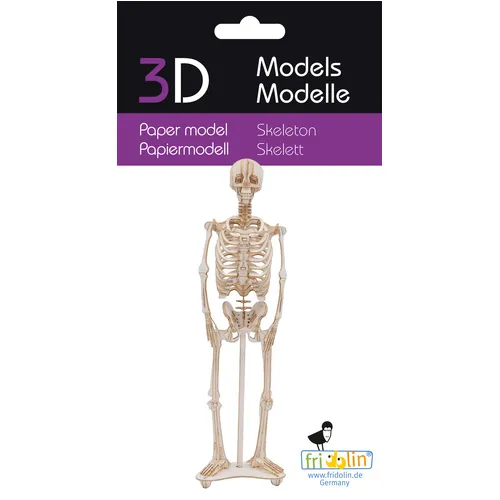 3D Paper Model- Skeleton image