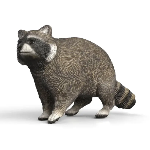 Racoon image