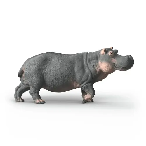 Hippopotamus image