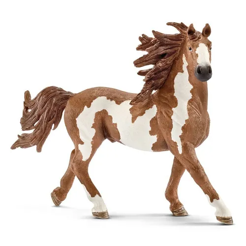 Pinto Stallion image