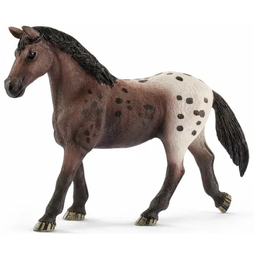 Appaloosa Mare image