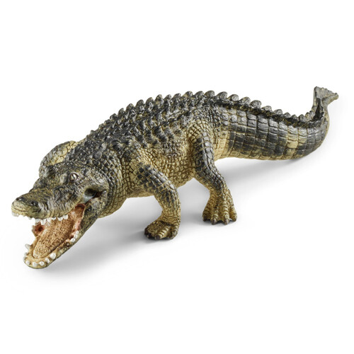 Alligator image