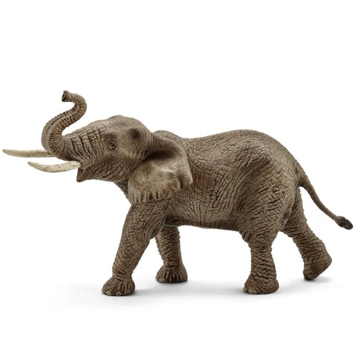 African Elephant (Male) image