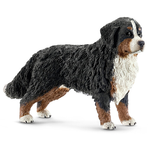 Bernese Mountain Dog image