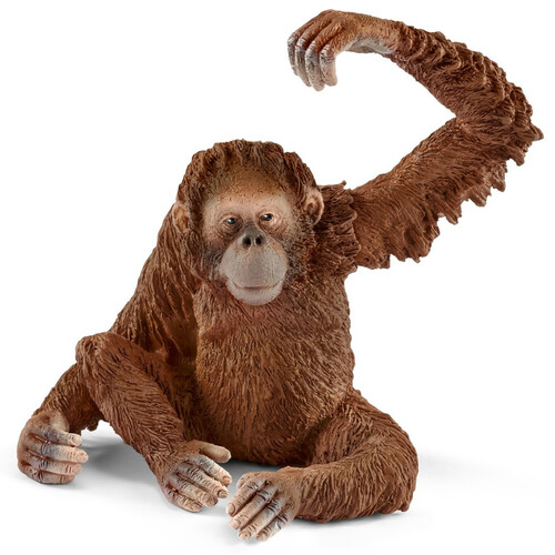 Orangutan (Female)
