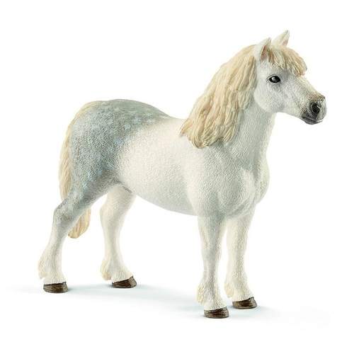 Welsh Pony Stallion image