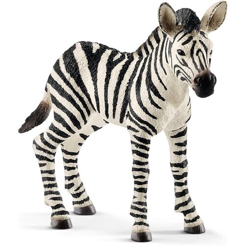 Zebra Foal image