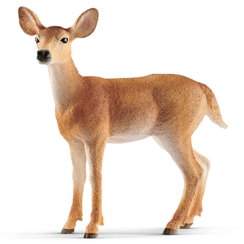 White Tailed Doe image
