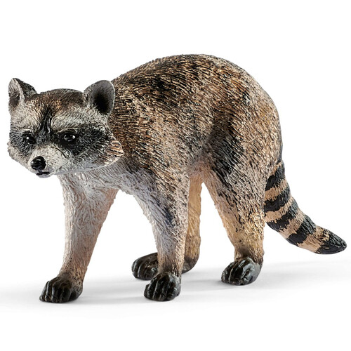 Raccoon image