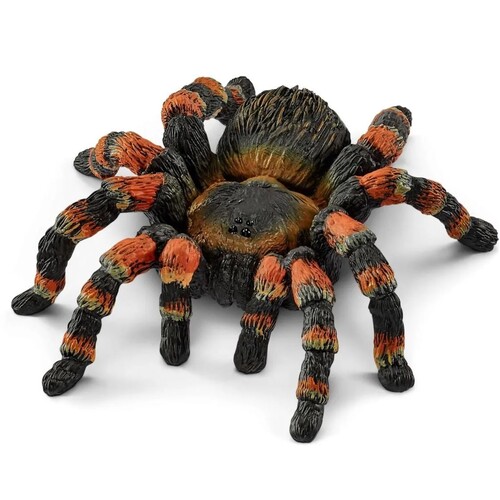 Tarantula image