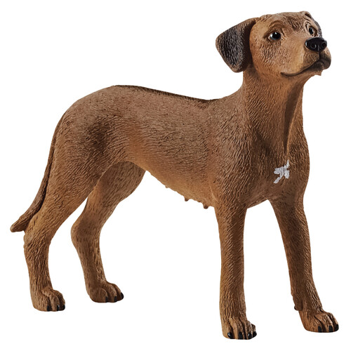 Rhodesian Ridgeback image