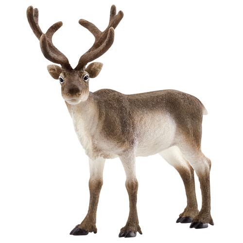Reindeer image