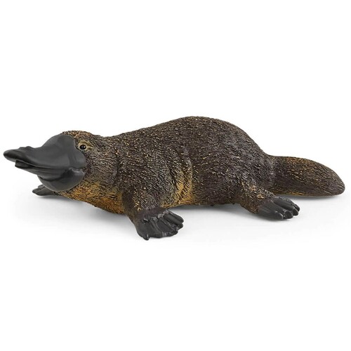 Platypus image