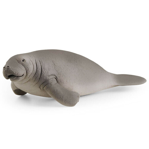 Manatee image