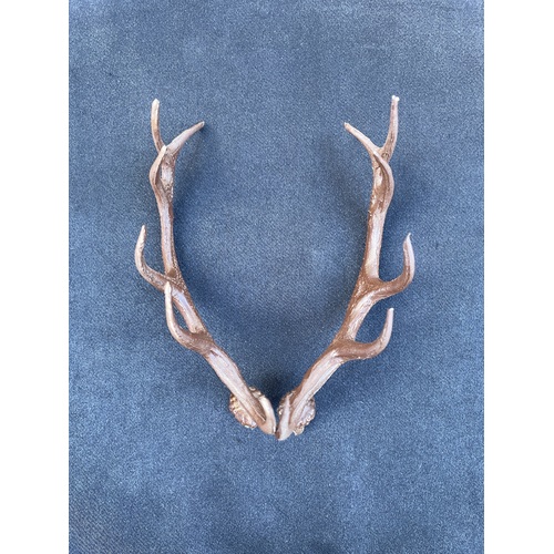Antlers For Cuckoo Clock Plastic 100mm